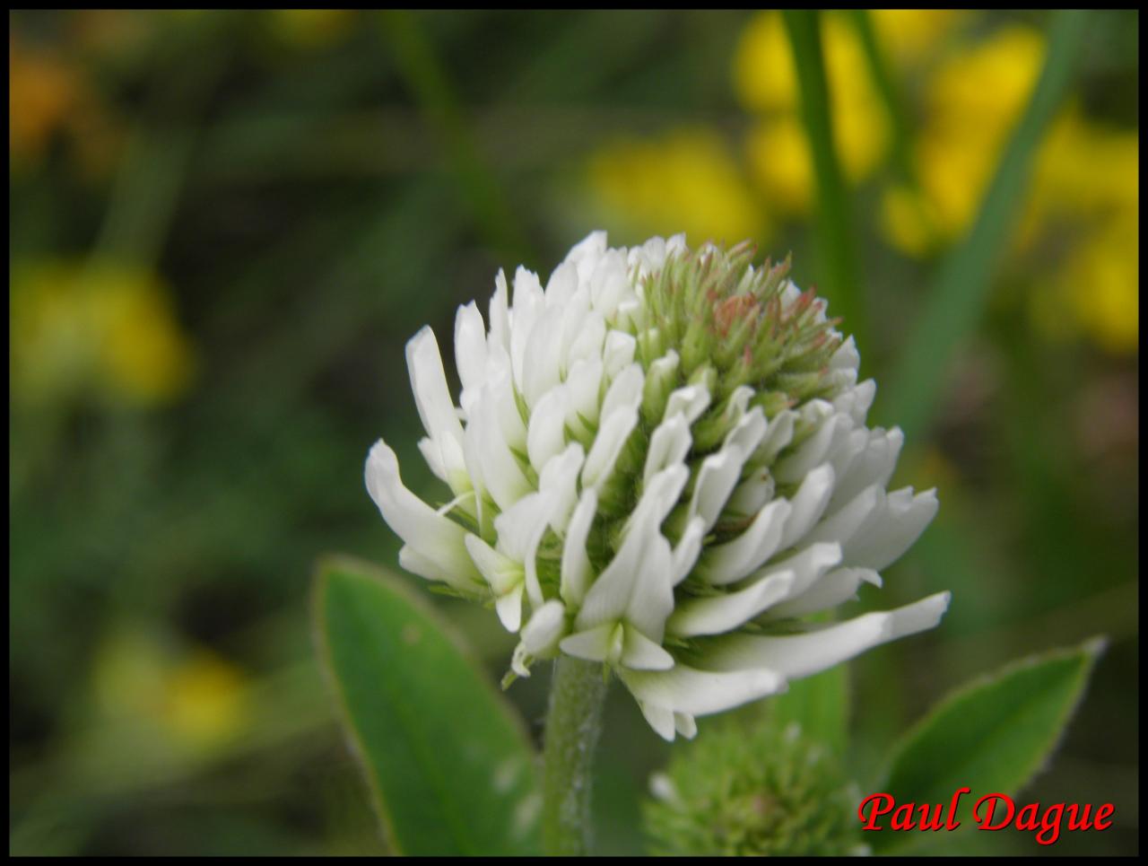trèfle des montagnes-trifolium montanum-fabacée